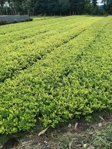 珠海爱旭数字能源